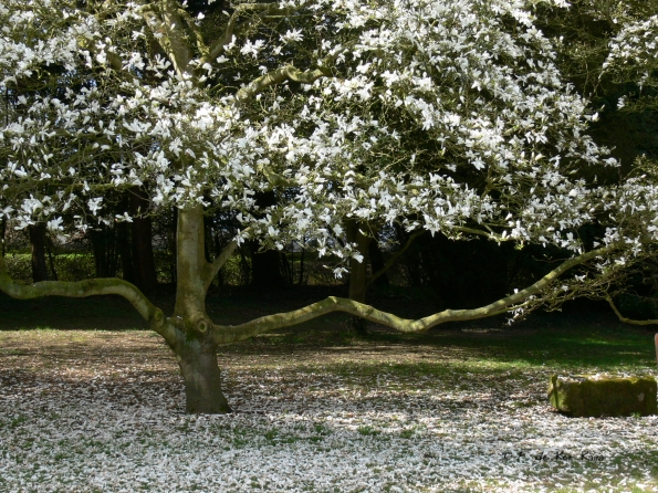 Le Bois des Moutiers (7) avril 2012